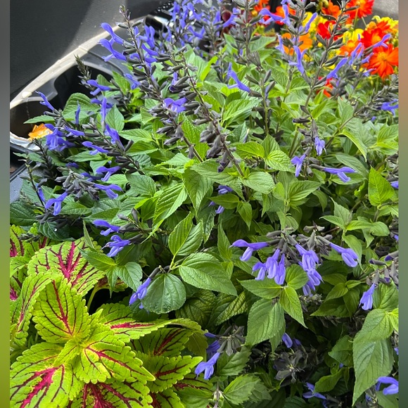 Thanks to Southern Horticulture - Picture 3 of 4